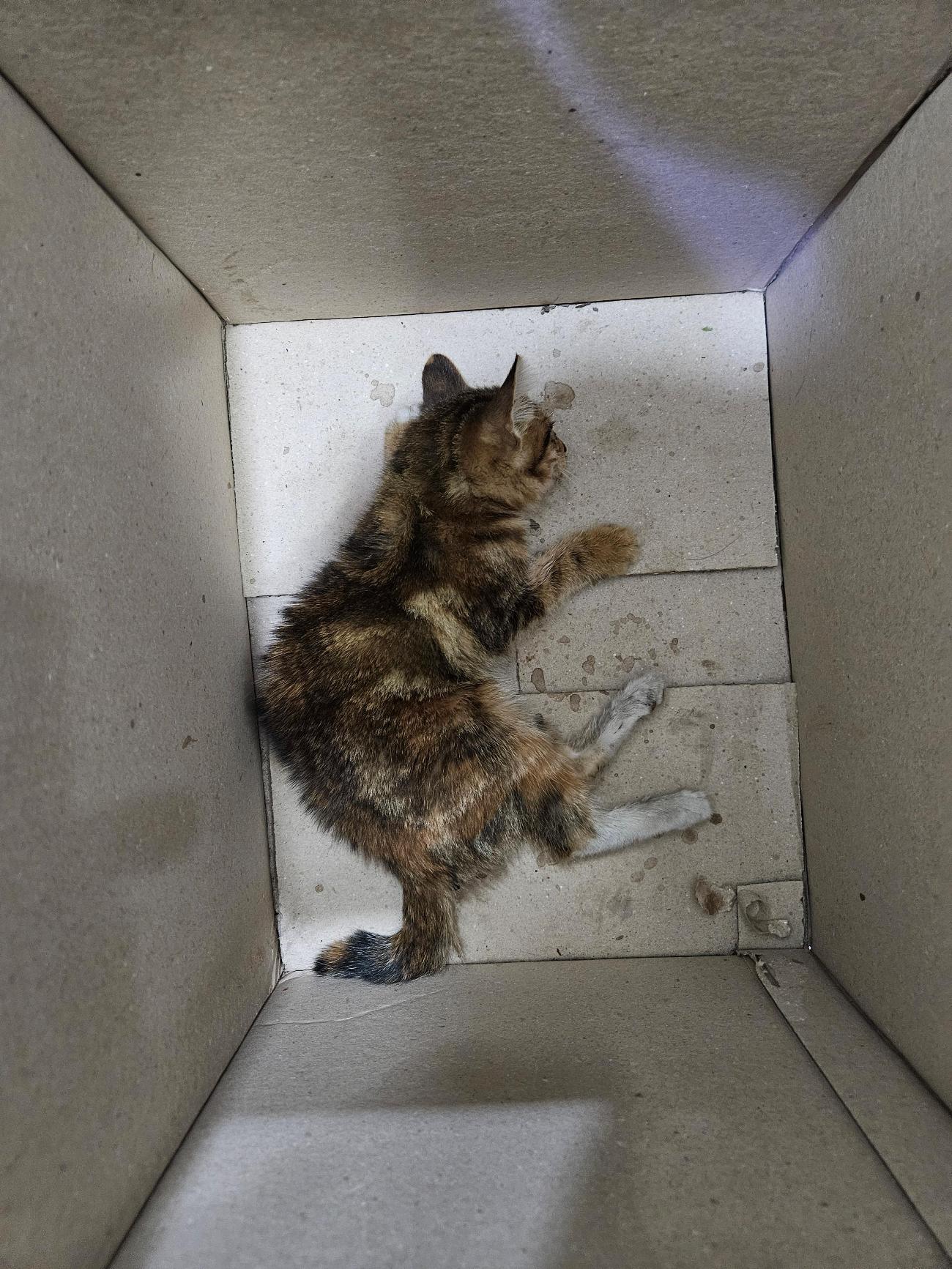 종료(자연사) 한국…